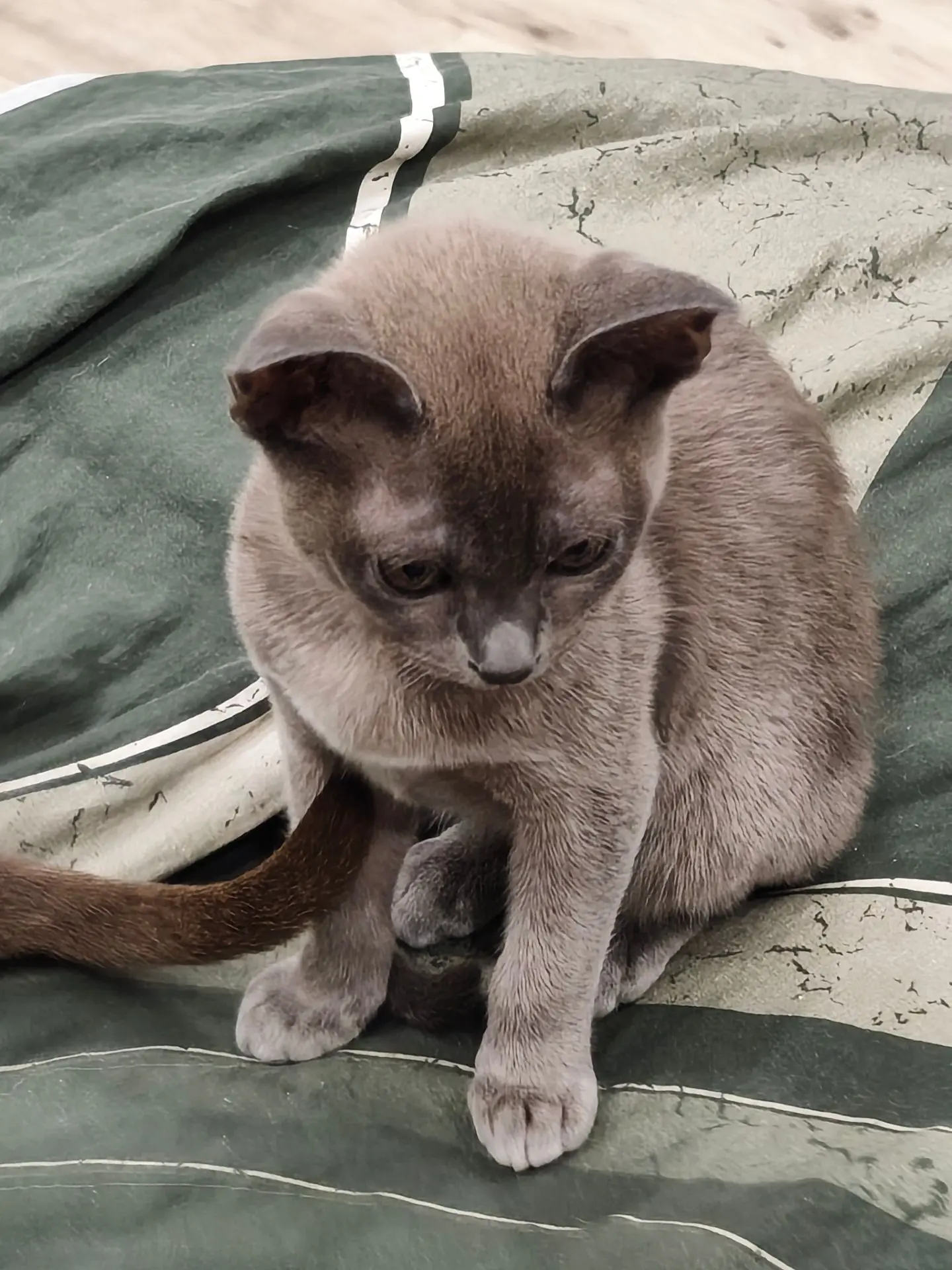 Котенок породы европейская бурманская... Мальчик голубого окраса ( на последнем фото пр...