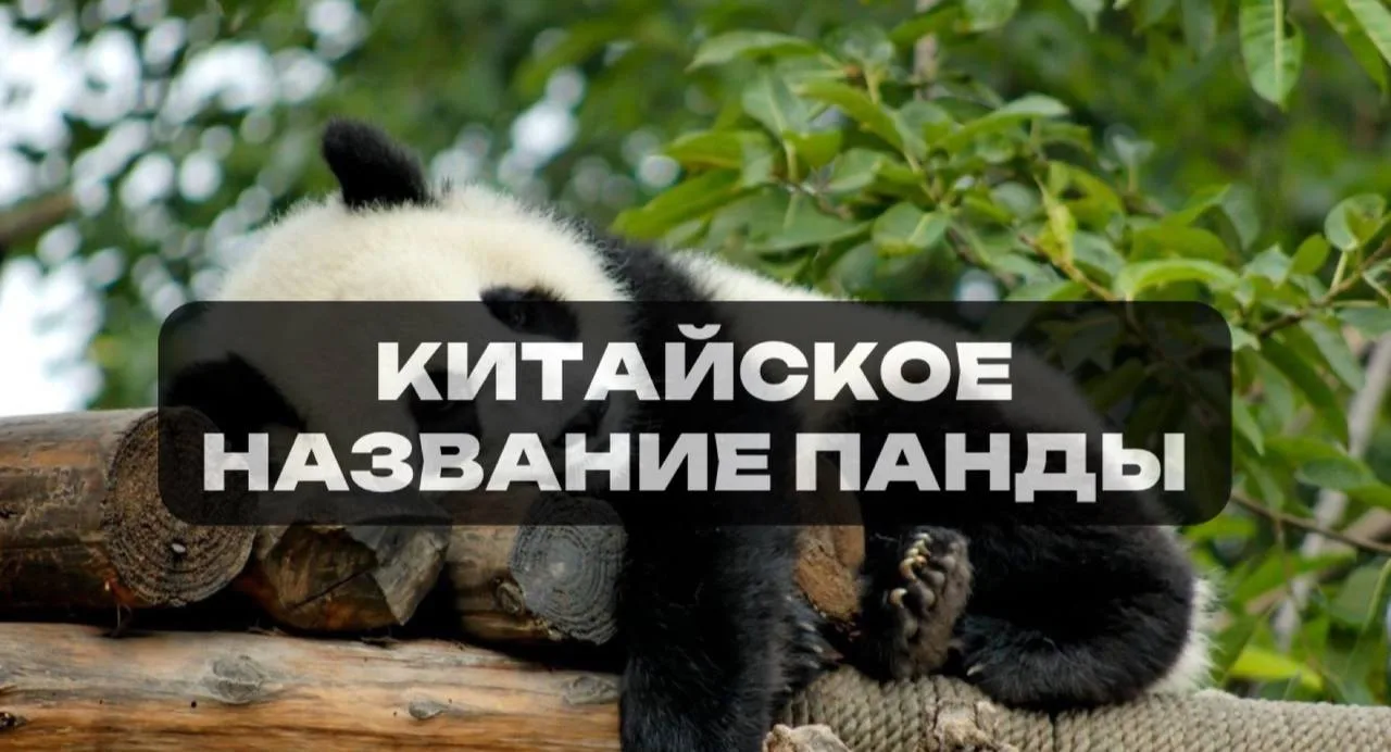 Бамбуковый медведь  🤟