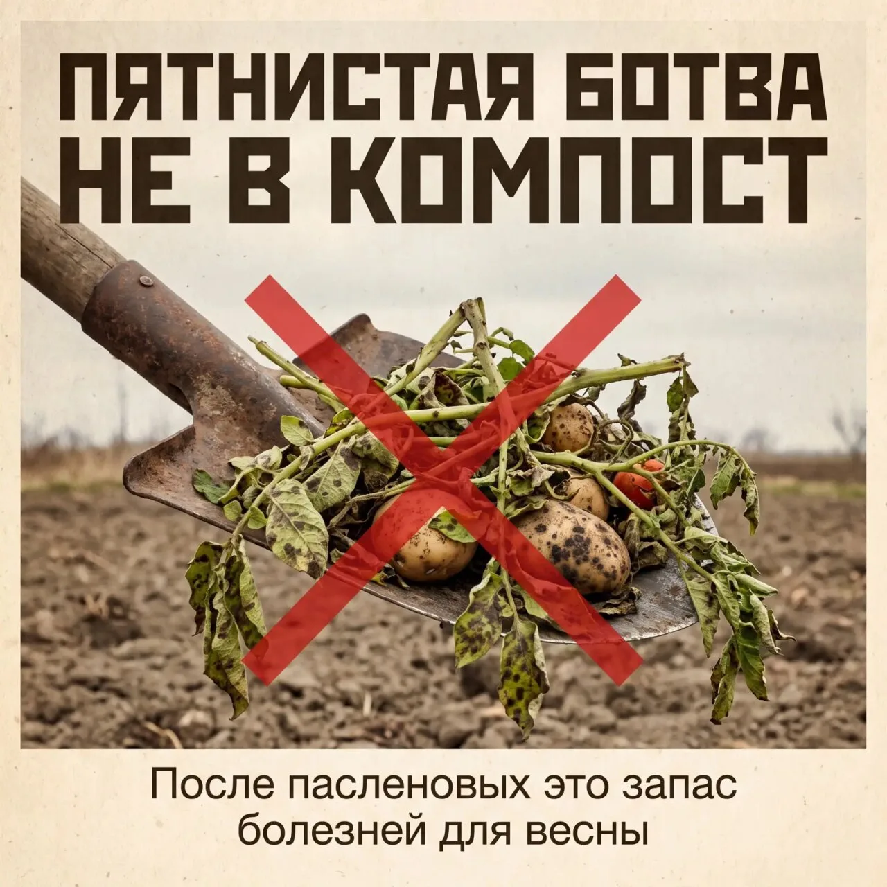 🔥  Картошку выкопали, томаты выдернули — и земля стоит голая до весны?