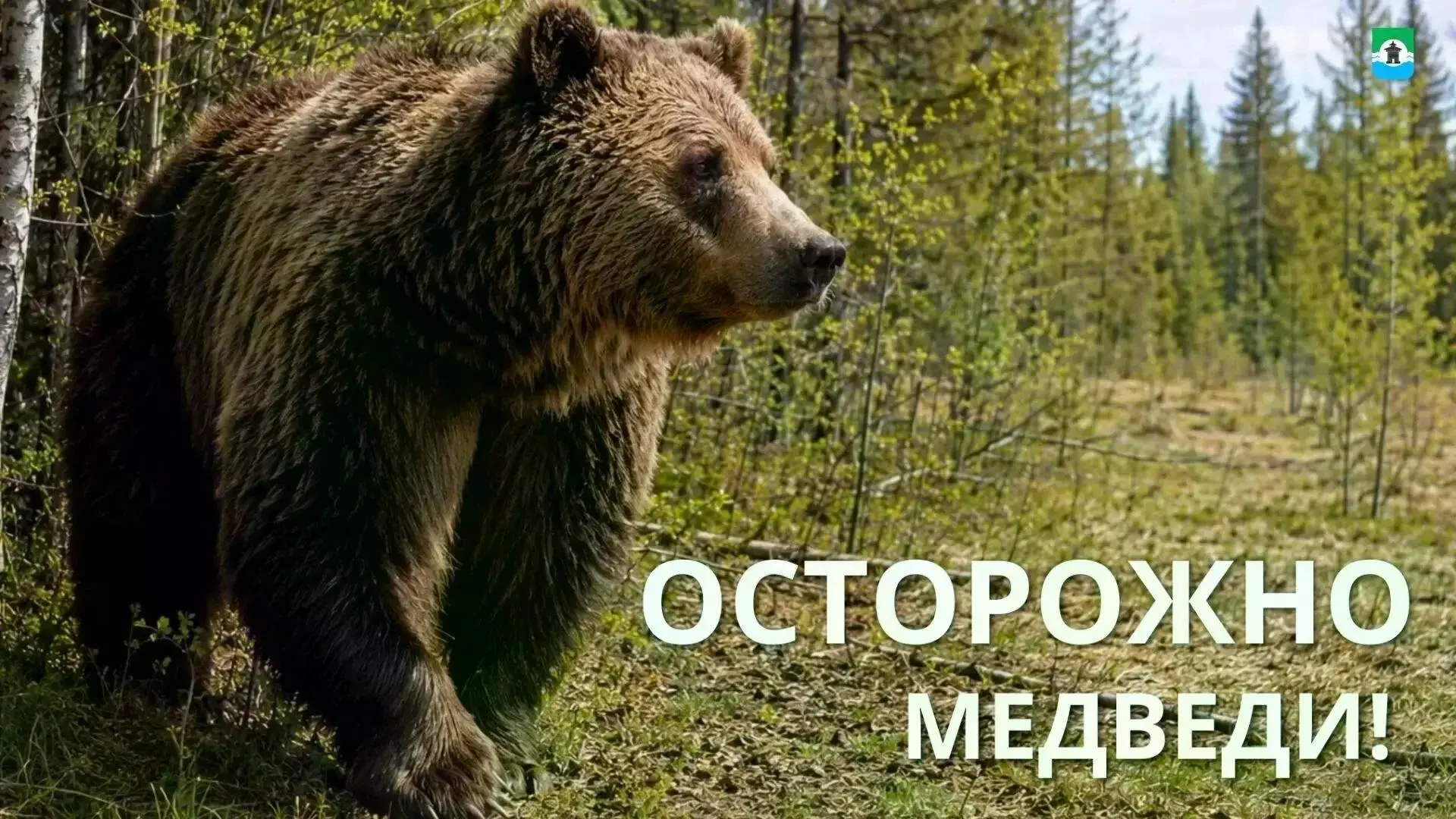 В связи с поступившей информацией о появлении двух медвежат на территории поселка Бира ...