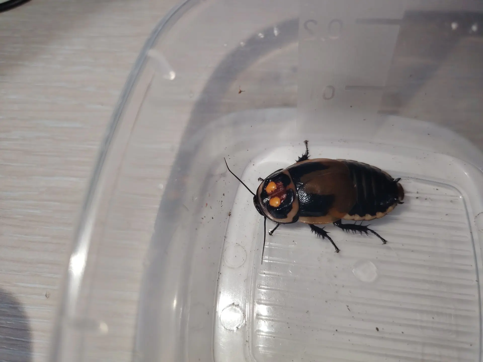 Lucihormetica verrucosa, самец.