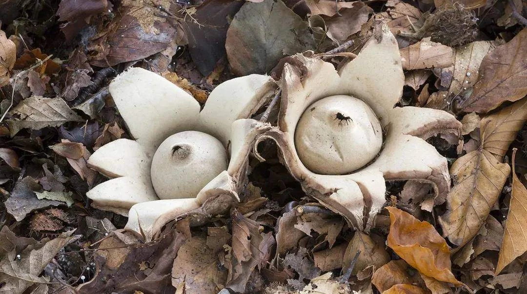 Инопланетяне в подмосковных лесах? 🍄