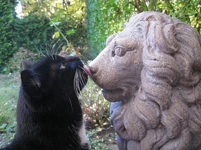 🐱 Котофакт дня