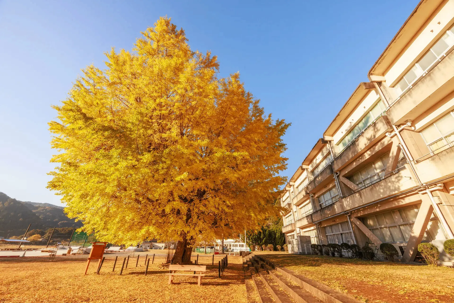 🍂 Осень в Японии — это не только красные клёны