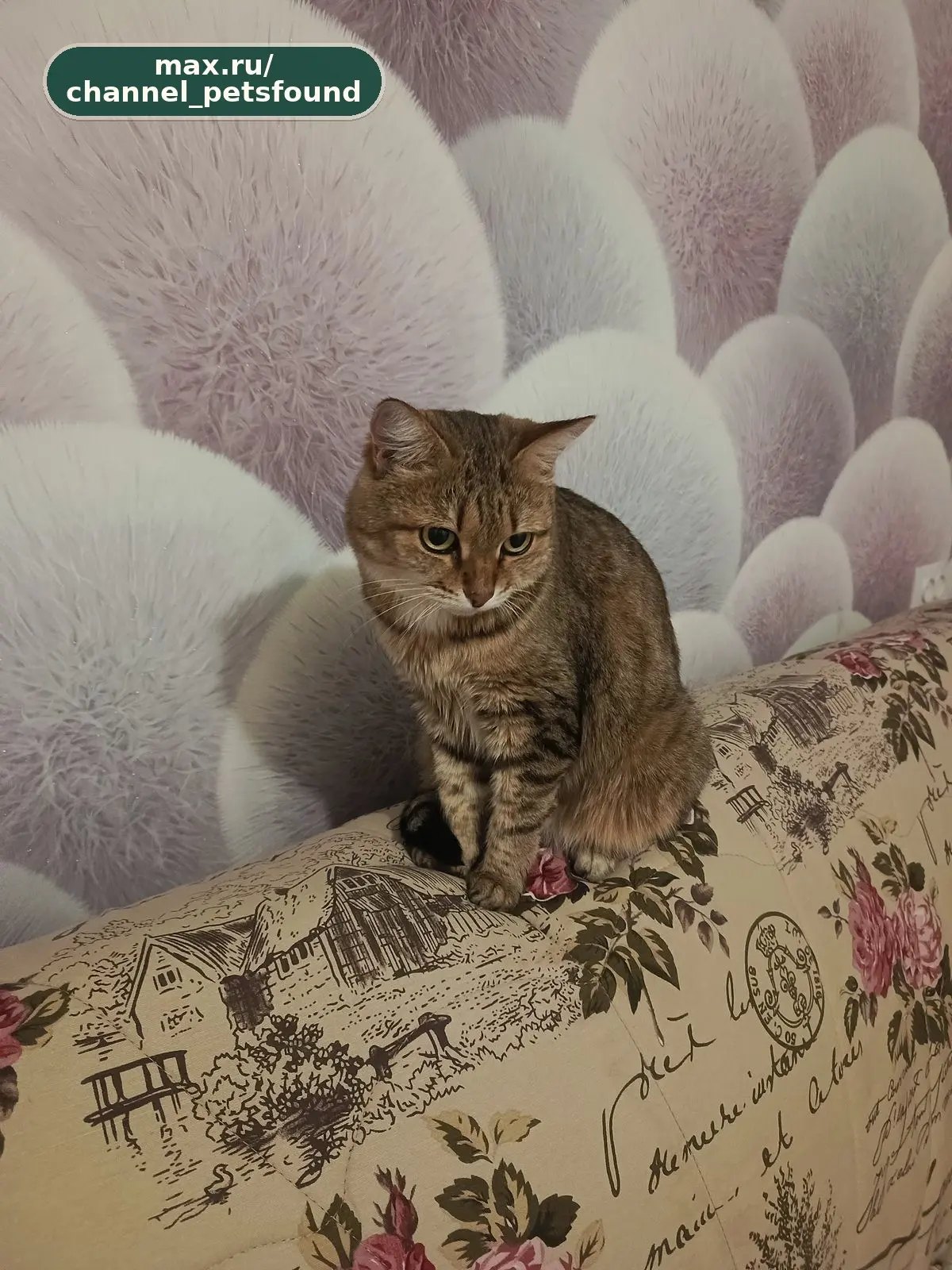 🐾 Найден питомец — Тольятти