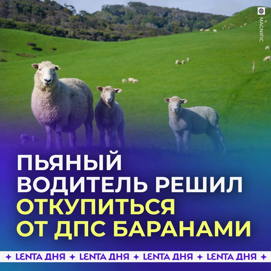 🐏 Ставрополец решил рассчитаться с ДПС двумябаранами.