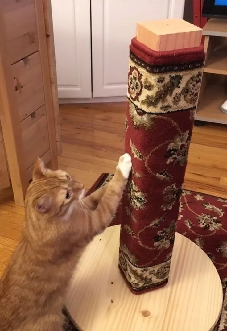 Как научить кота царапать ковёр😺