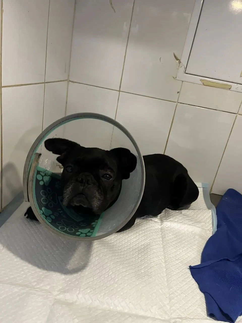 #Лодочка@sosbulldog продолжает бороться за свою жизнь.