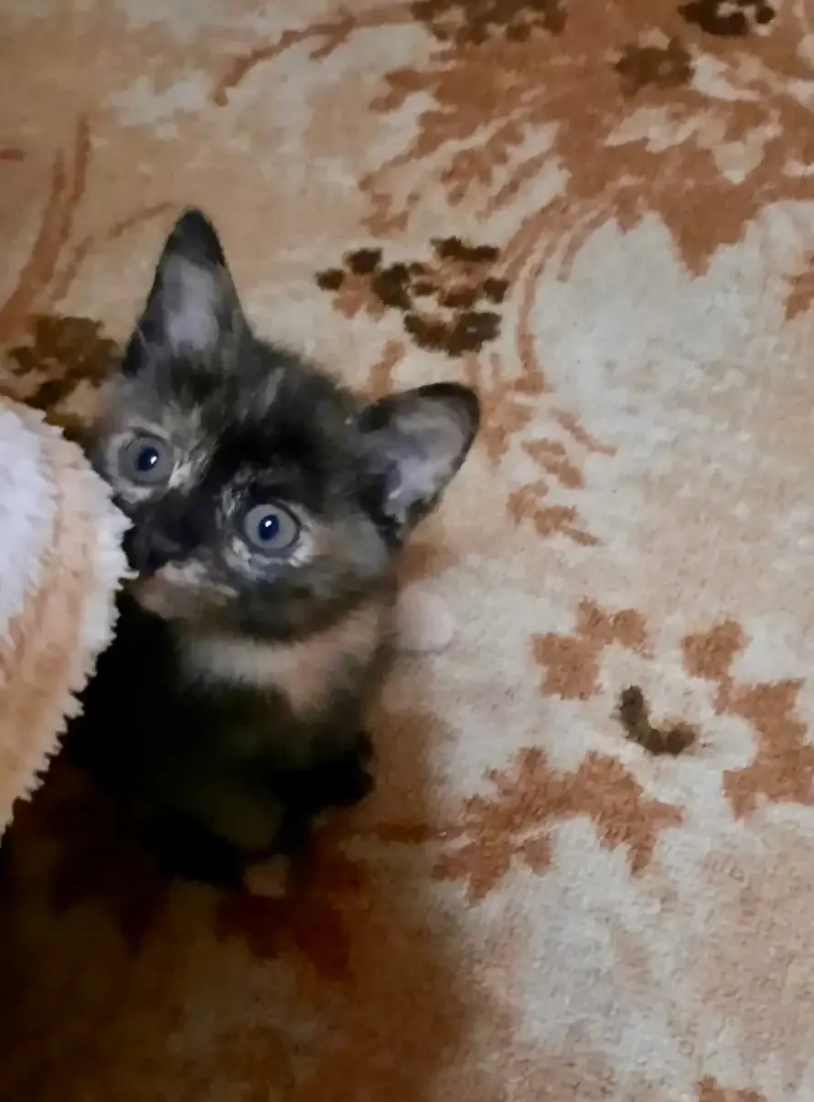 Ласковая и очень умная девочка от домашней кошки в добрые руки!