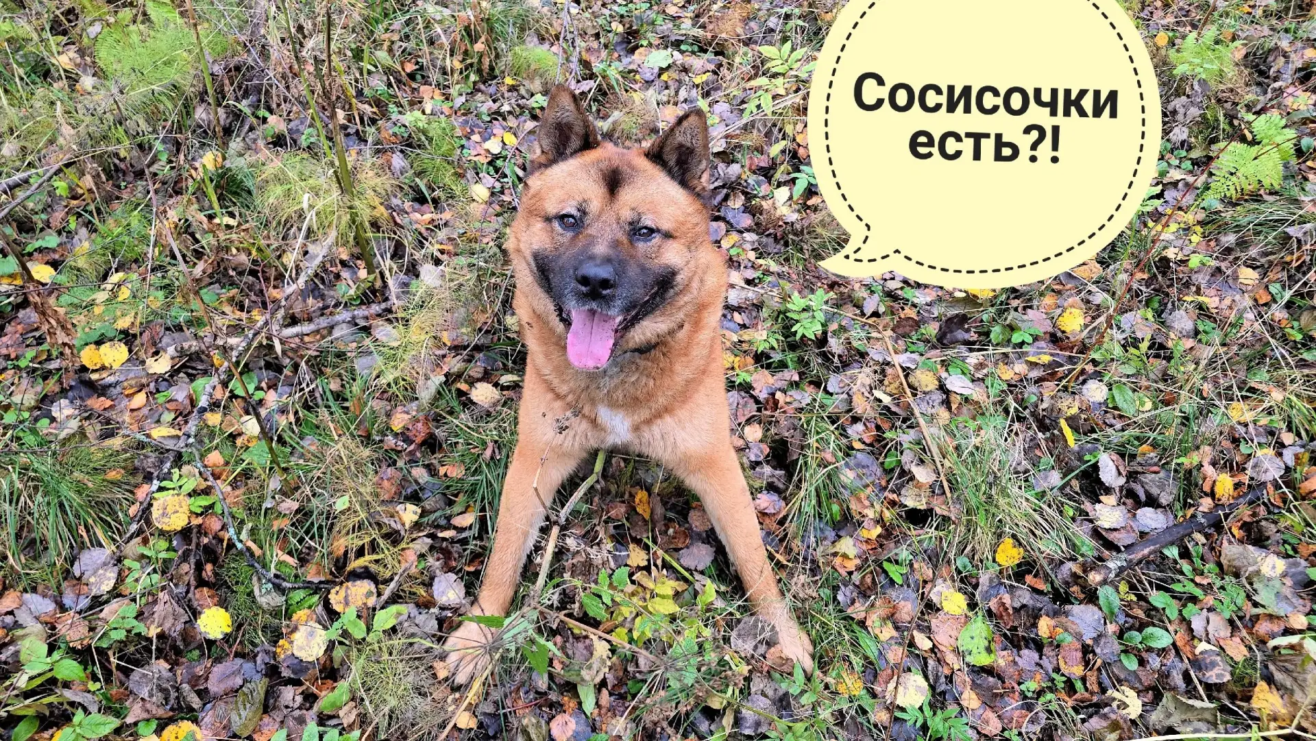 Пёс Кубик гуляет нас по очень осеннему лесу