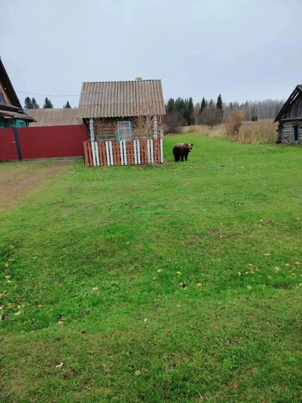 «Михаил Потапыч, чё лежишь? Чё домой не идёшь?» 🐻