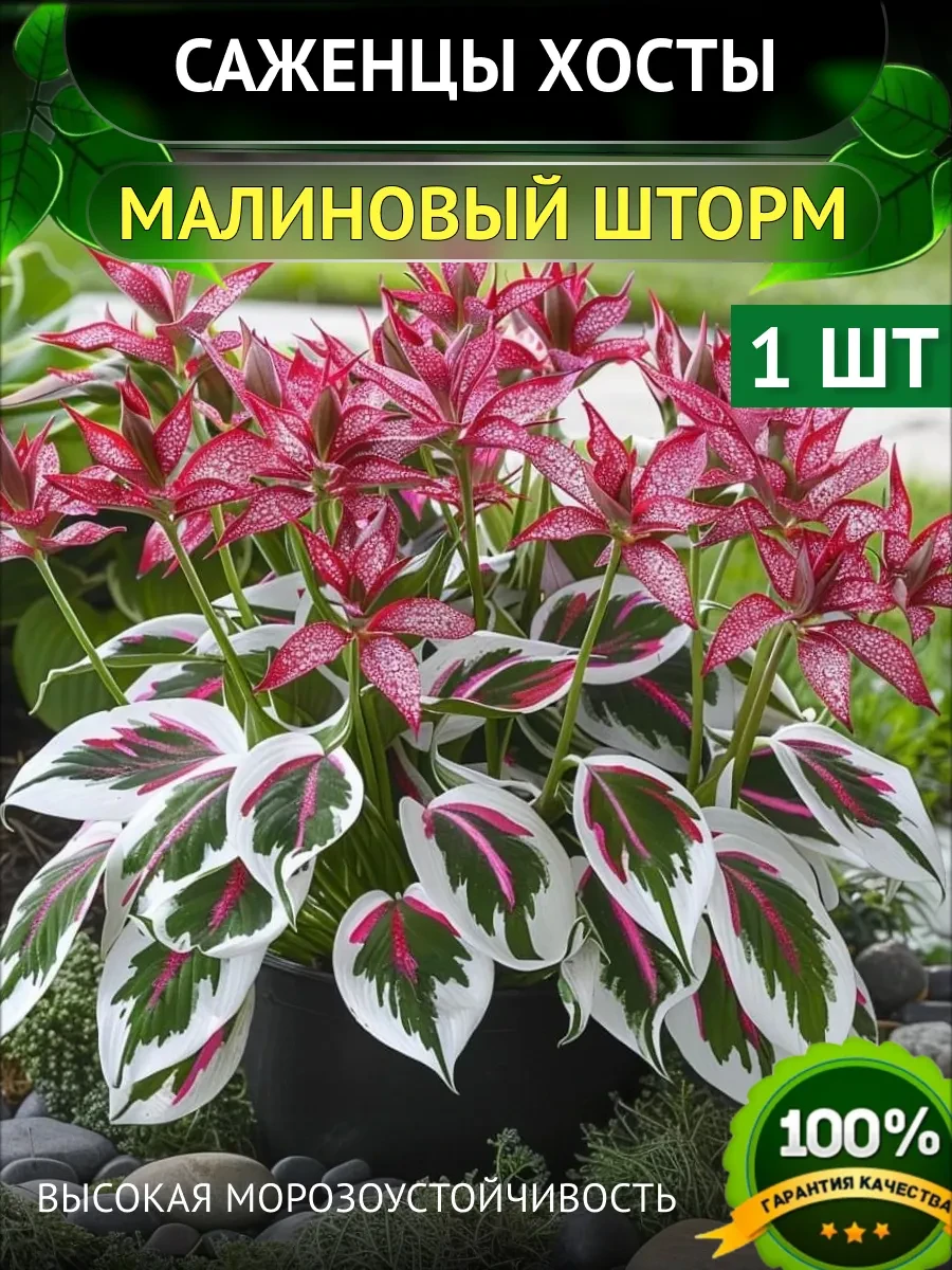 Хоста Саженцы Цветов Сад24