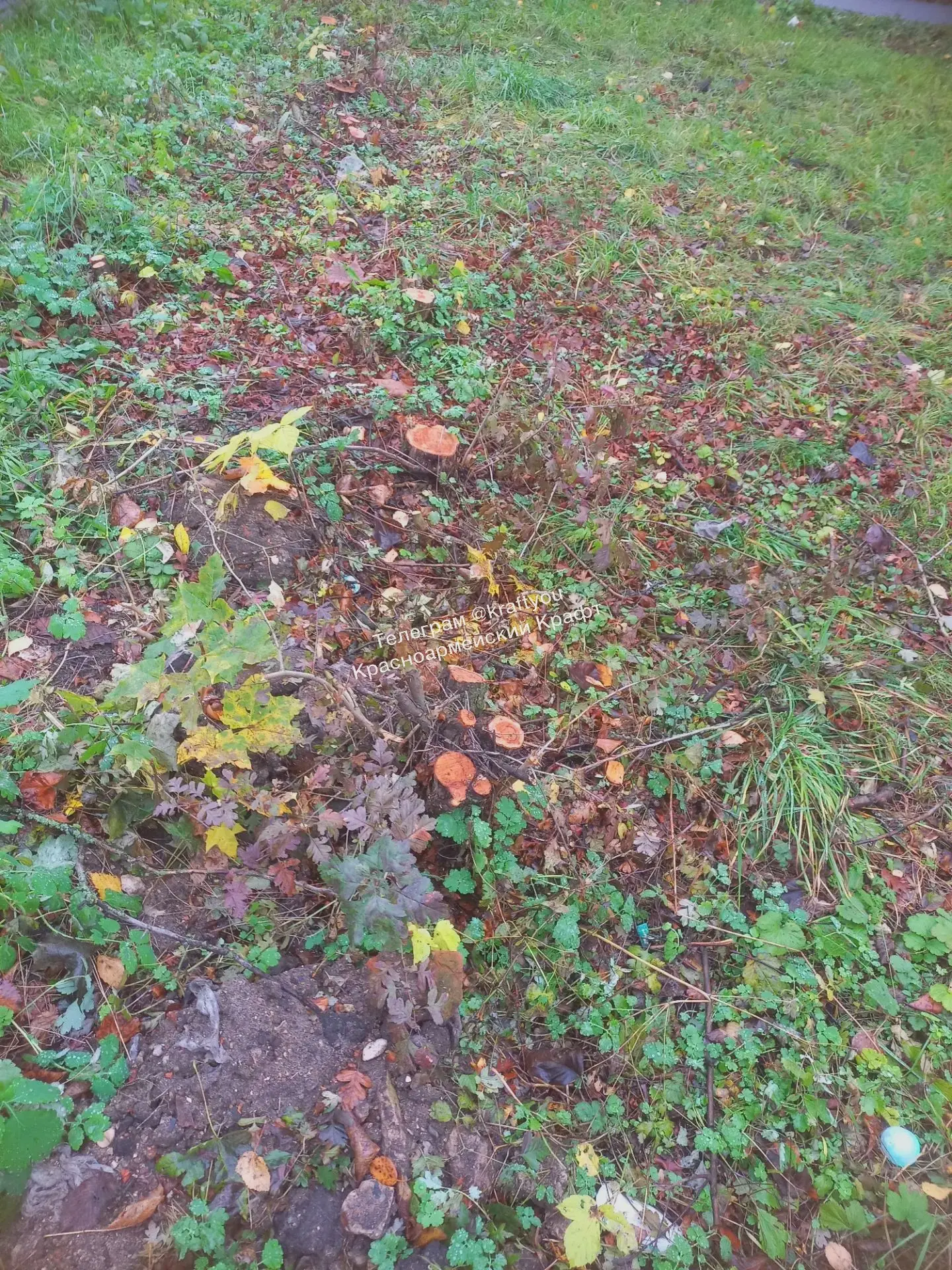 🌳 Зачем на Новой Жизни у бывшего Уюта срубили все кусты под корень?