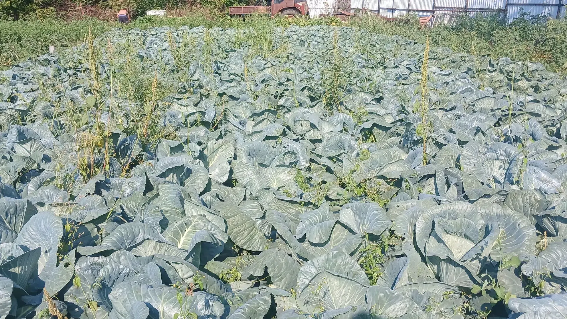 Продам домашнюю капусту! Сорт: Ларсия, Мегатон, Агрессор. Цена 50₽. (От 100 кг по 35₽)....
