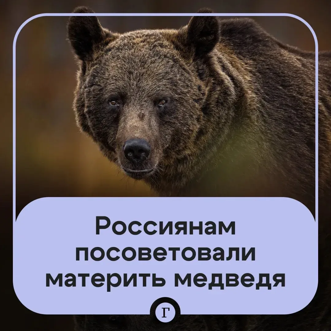 Охотник рекомендовал при встрече с медведем материться и раздеваться.