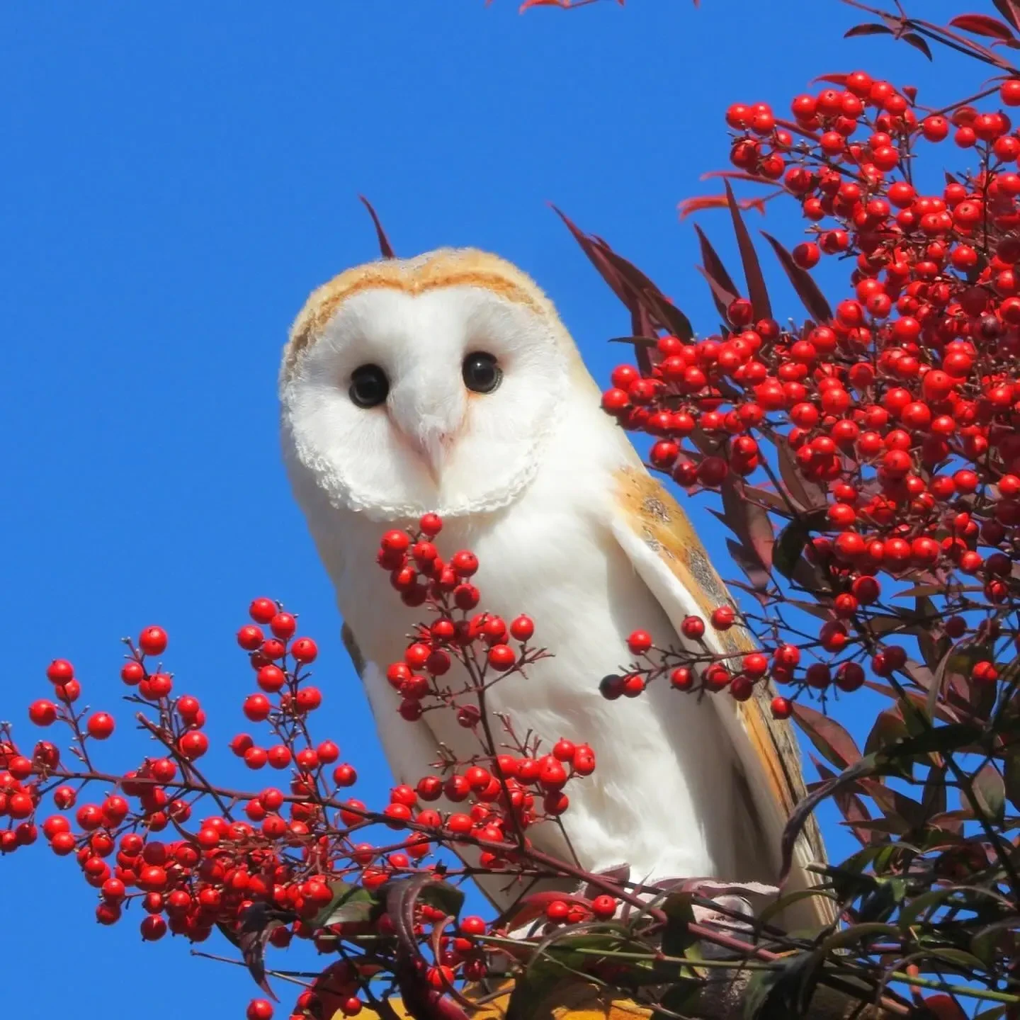 🦉❤️  Сипуха словно знала, что будет фотосессия 📸