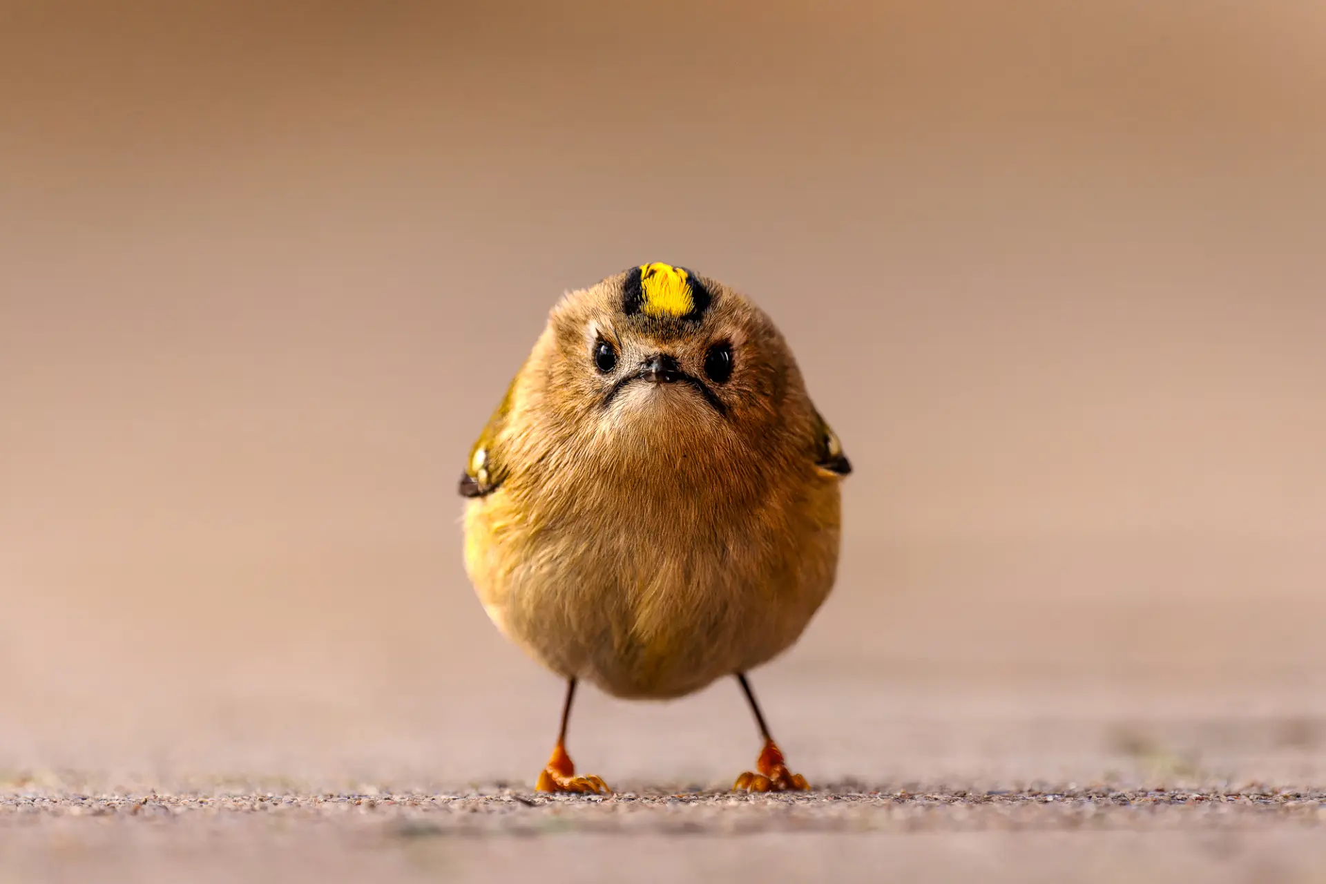 Финалисты Nikon Comedy Wildlife Awards 2026 года