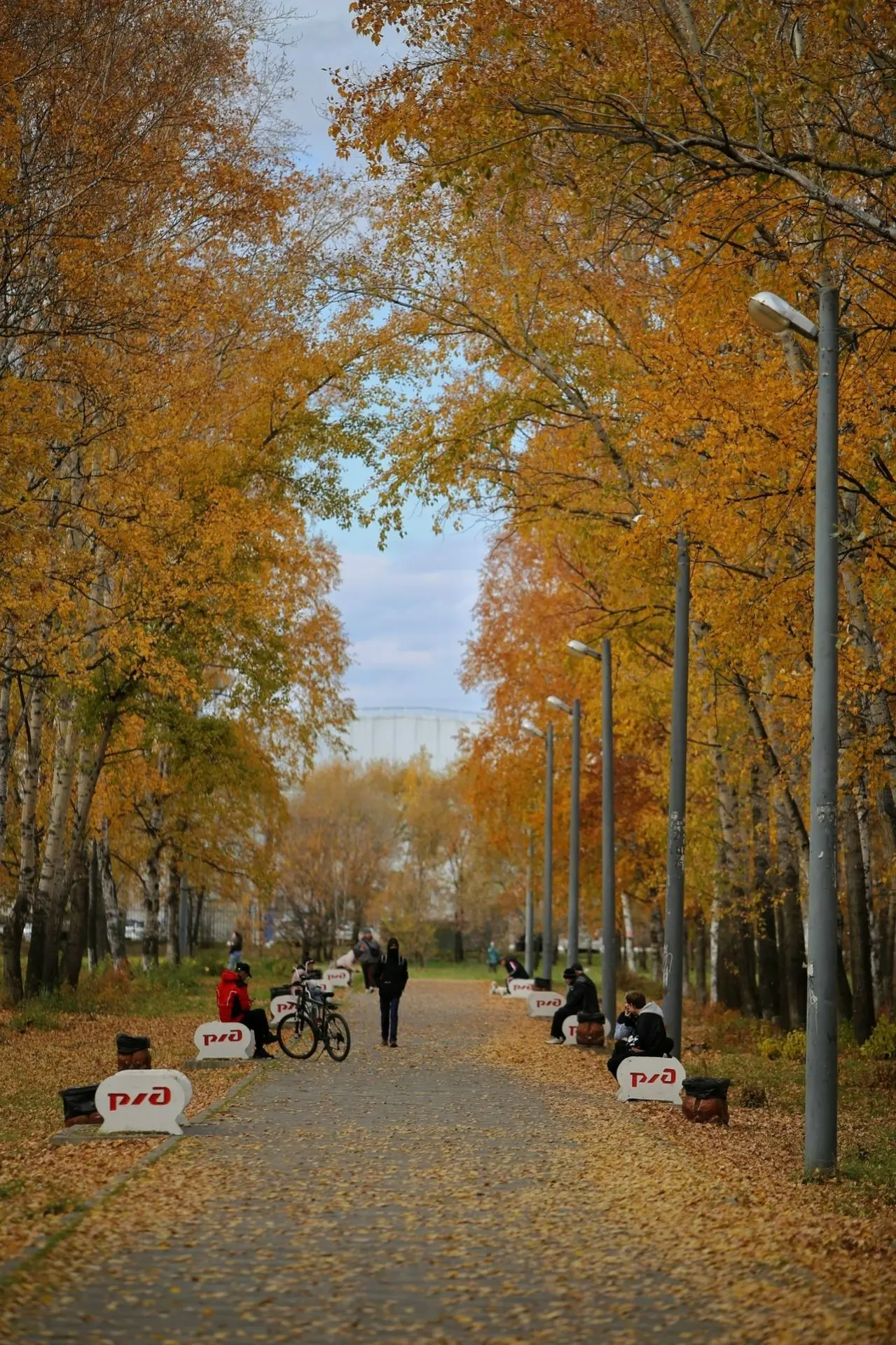 Последние нотки уходящей «золотой» осени🍁