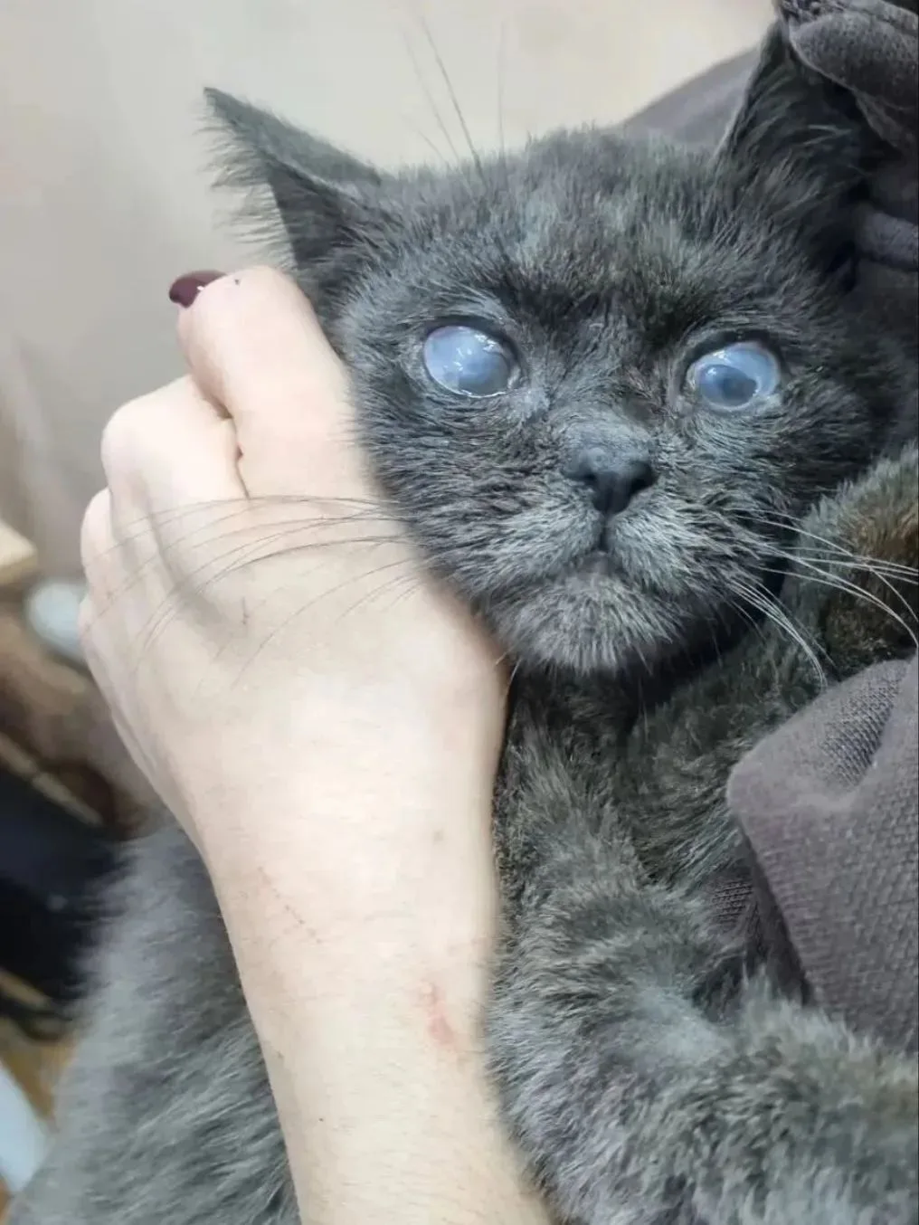 Счёт за Плюшу с 3 по 10 октября, оплачен! ❤️