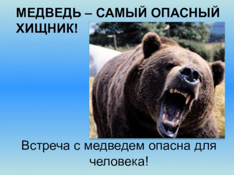 При встрече с медведем важно сохранять спокойствие и не провоцировать животное. Не приб...