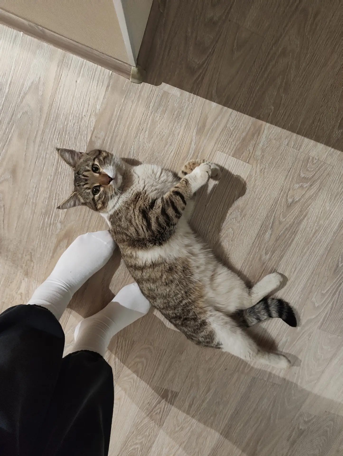 Найден кот.