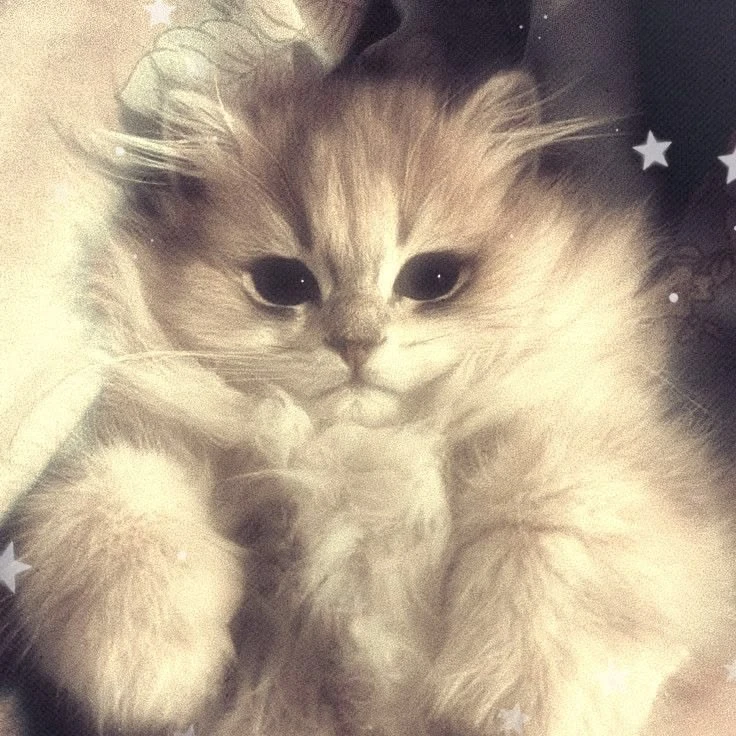 ⭐ Котик из волшебной сказки