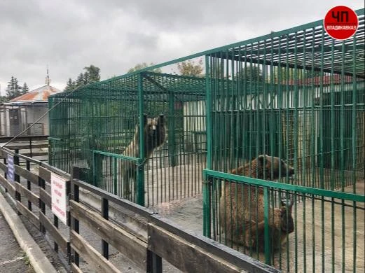 🦁 Диких животных в зоопарке Владикавказа содержат в неподходящих условиях