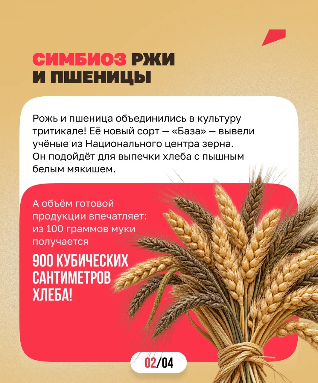 Хлеб — всему голова 🍞