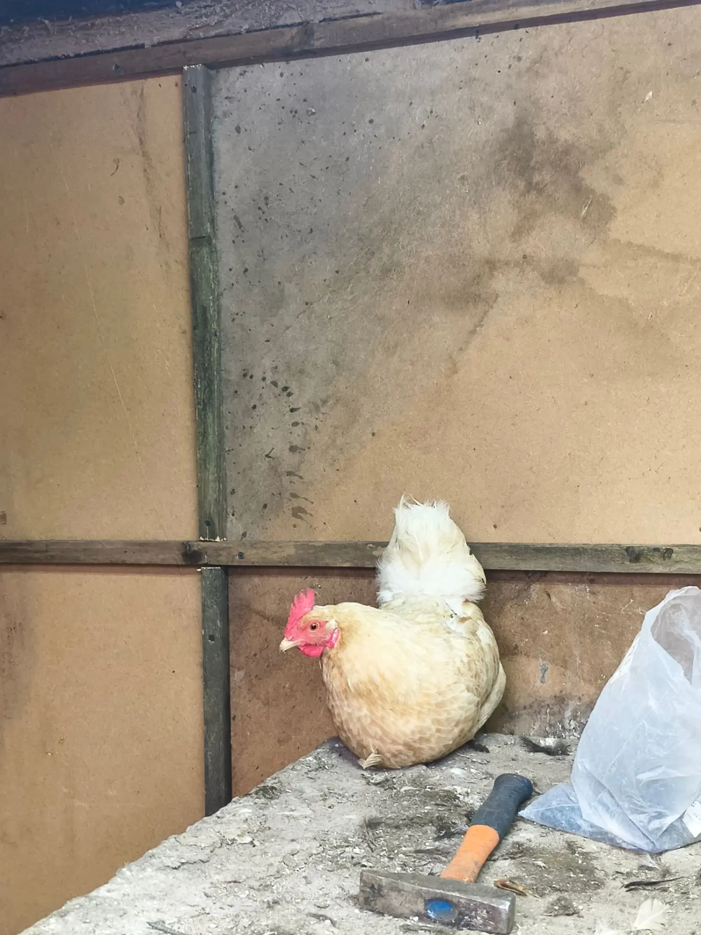 Контролирует процесс работы 😁🐔