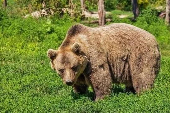 Медведя заметили в Берёзовском.