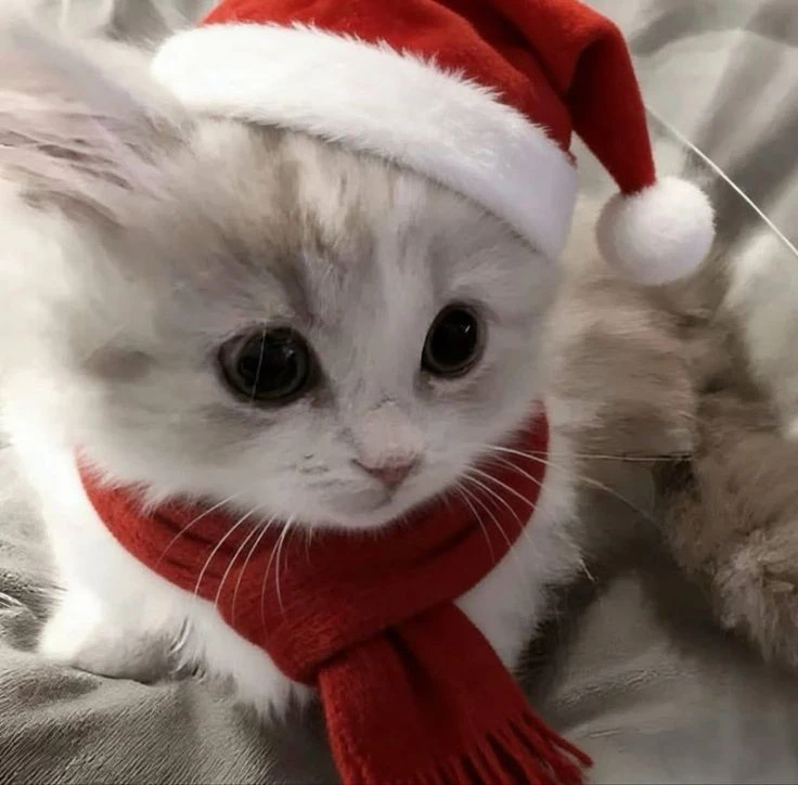 🤍 Белоснежные котята