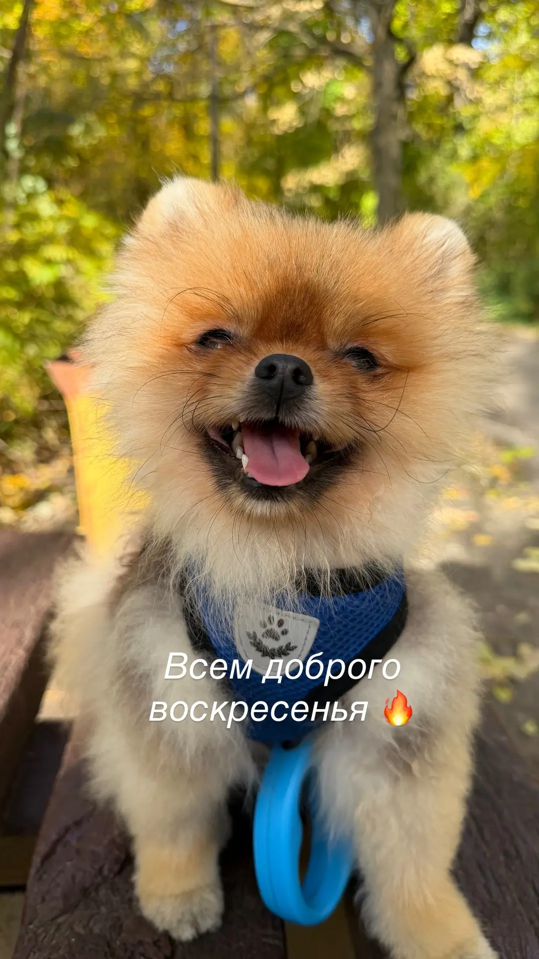 Доброго воскресения🐾🍁