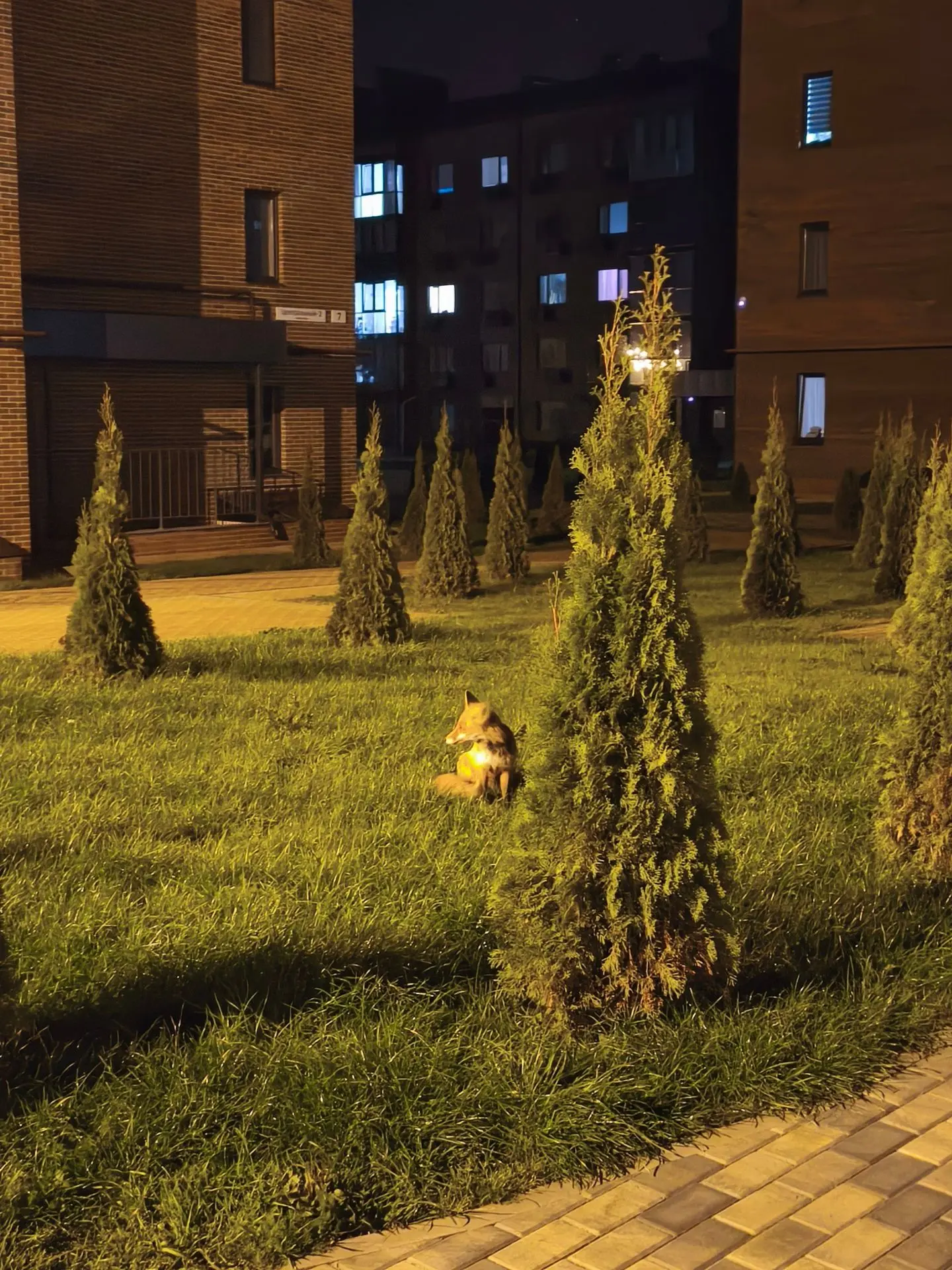 🦊Рыжую гостью снова заметили в Северном