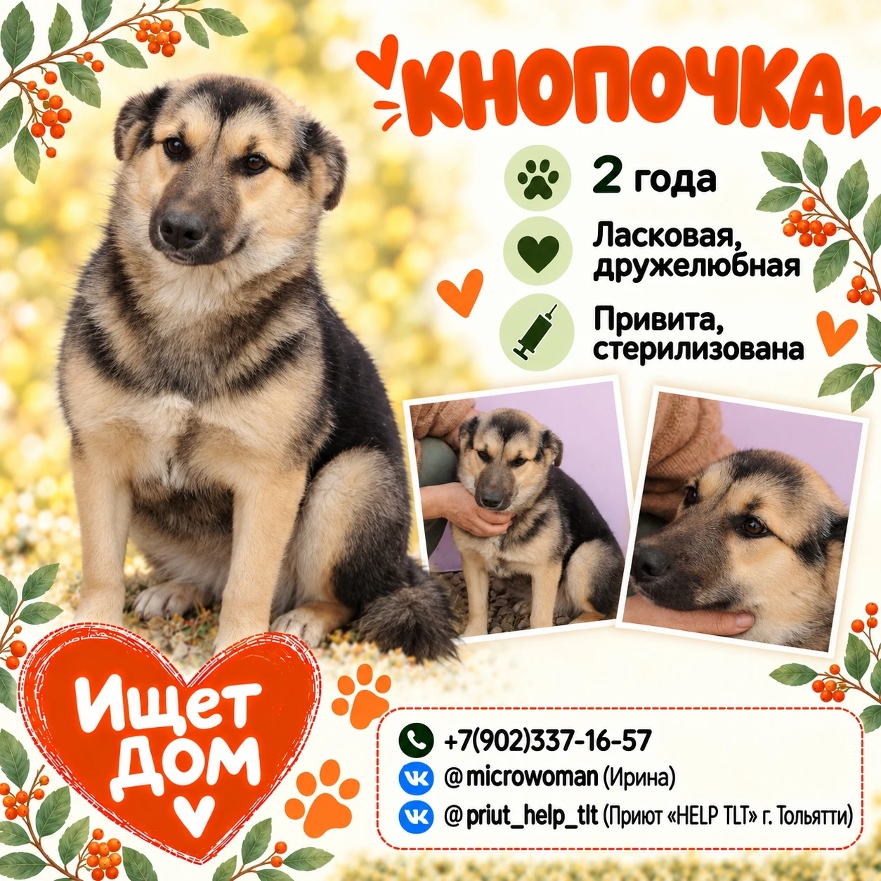 🐶 Друзья, Кнопочка всегда рада компании. Можно поиграть? Она готова. Познакомиться с д...