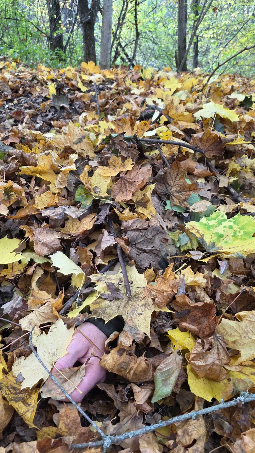 🍂 В лесу будьте начеку! 🍂