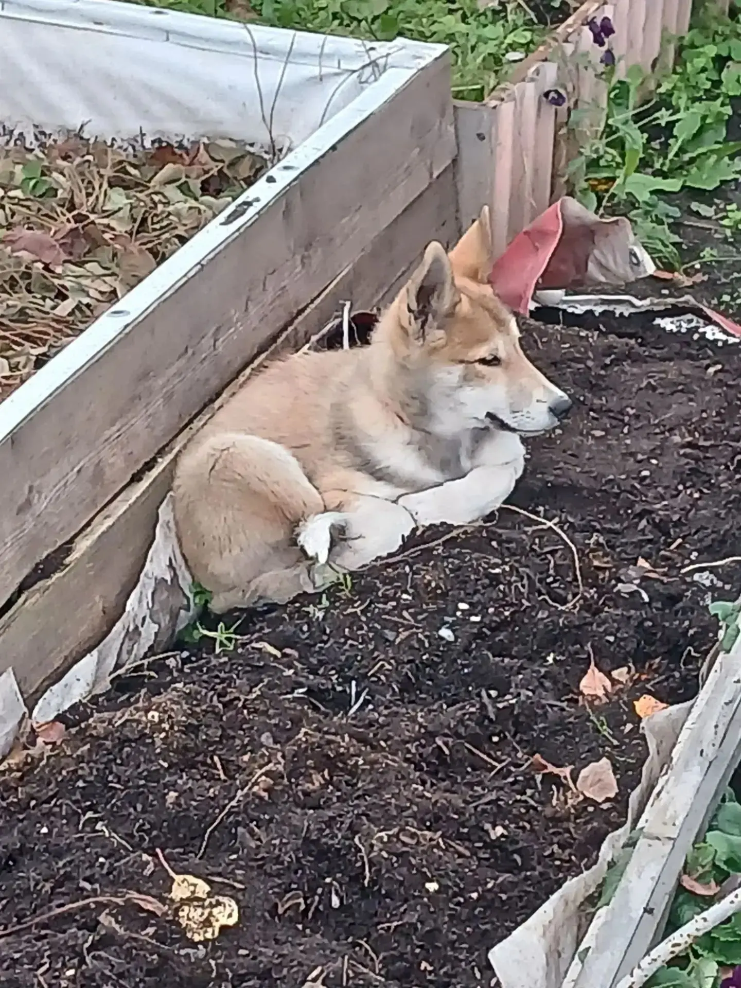 Ищем дом для молодого мальчика, 🐕🏡возраст примерно 4-6 месяцев. Пришёл в сад к знаком...