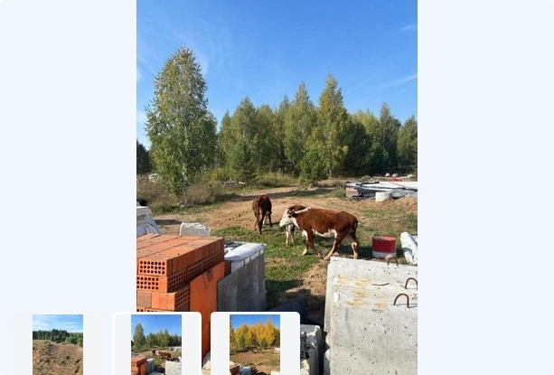 - Здравствуйте. В районе 10га, гуляют коровы. Они всё лето паслись в овраге, овраг лысы...
