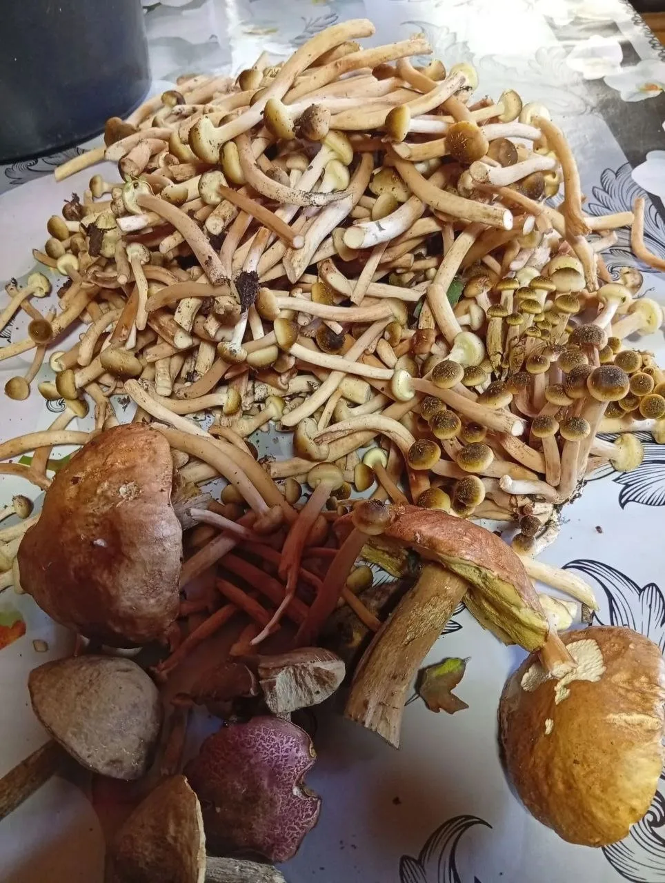 Пошли зимние опята🔥