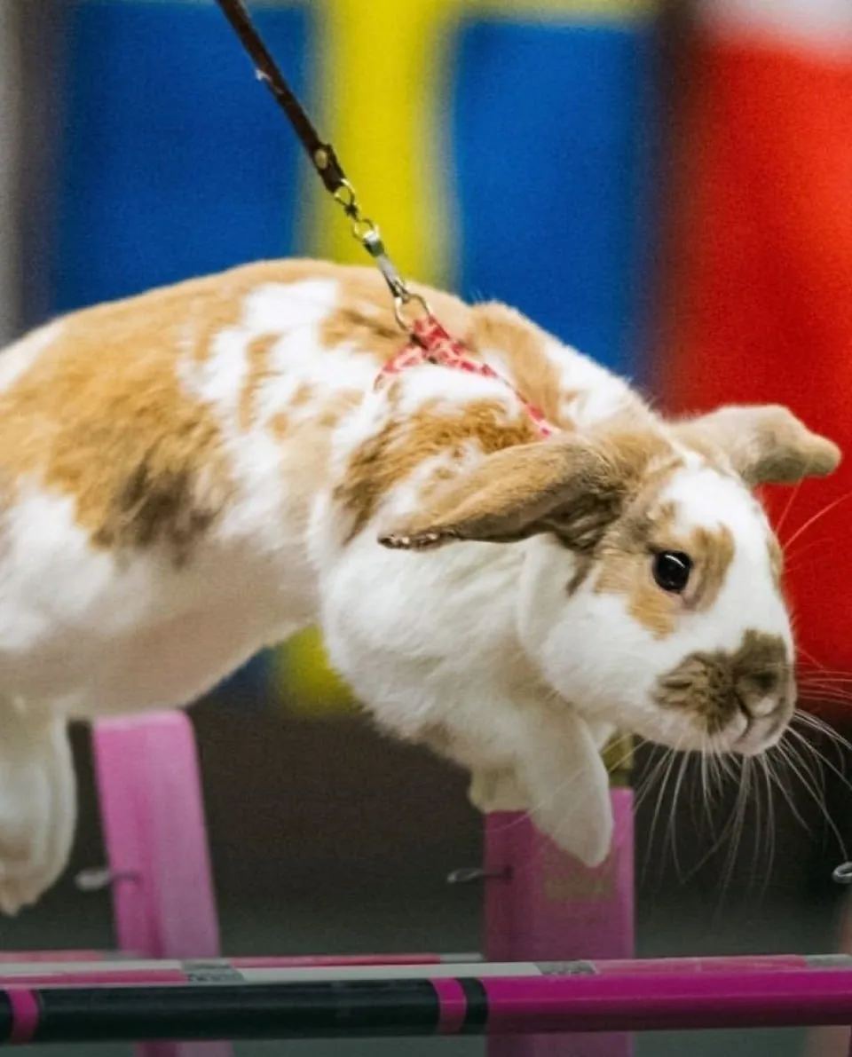 Кролики на дистанции 🐇