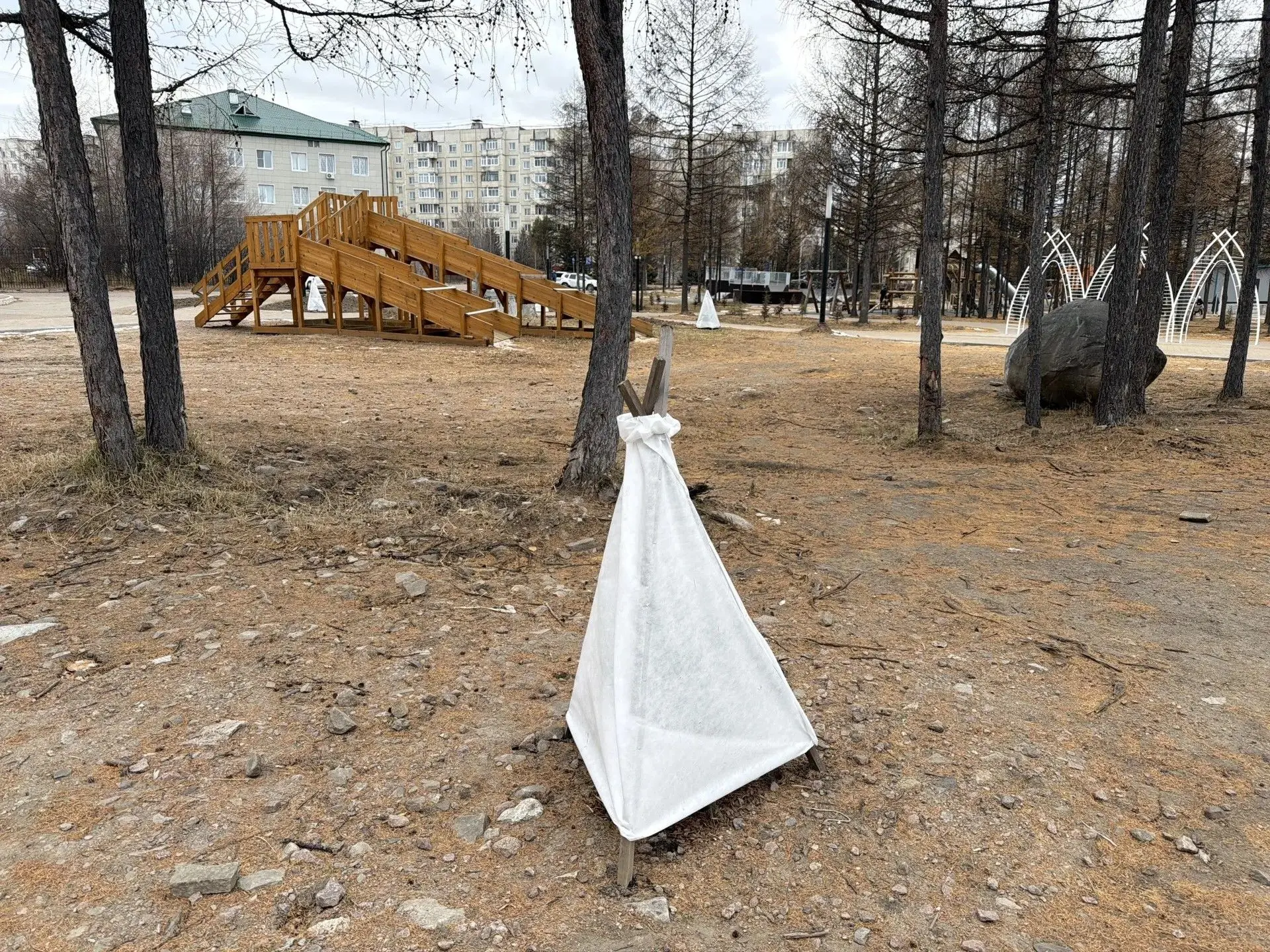 🌲 ПОЧЕМУ МЫ УКРЫЛИ ЕЛИ НА ЗИМУ?