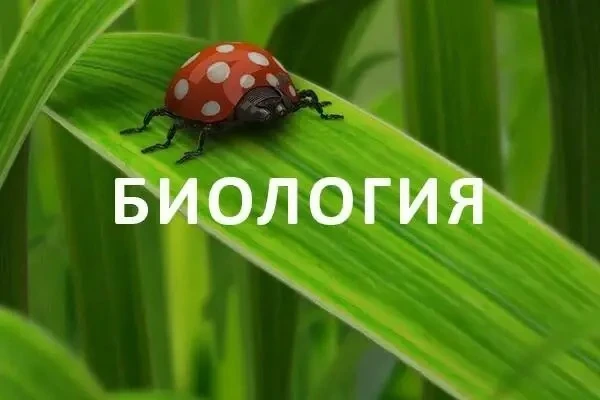Очень ищу репетитора по биологии для подготовки к ЕГЭ. Хотелось бы найти преподавателя,...
