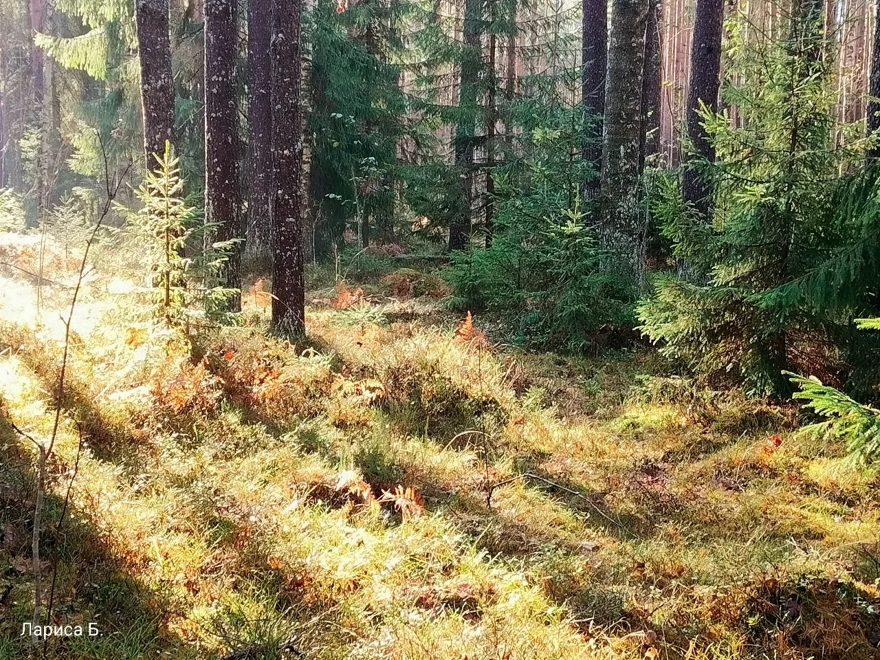 14.10 Всеволожский р-н.