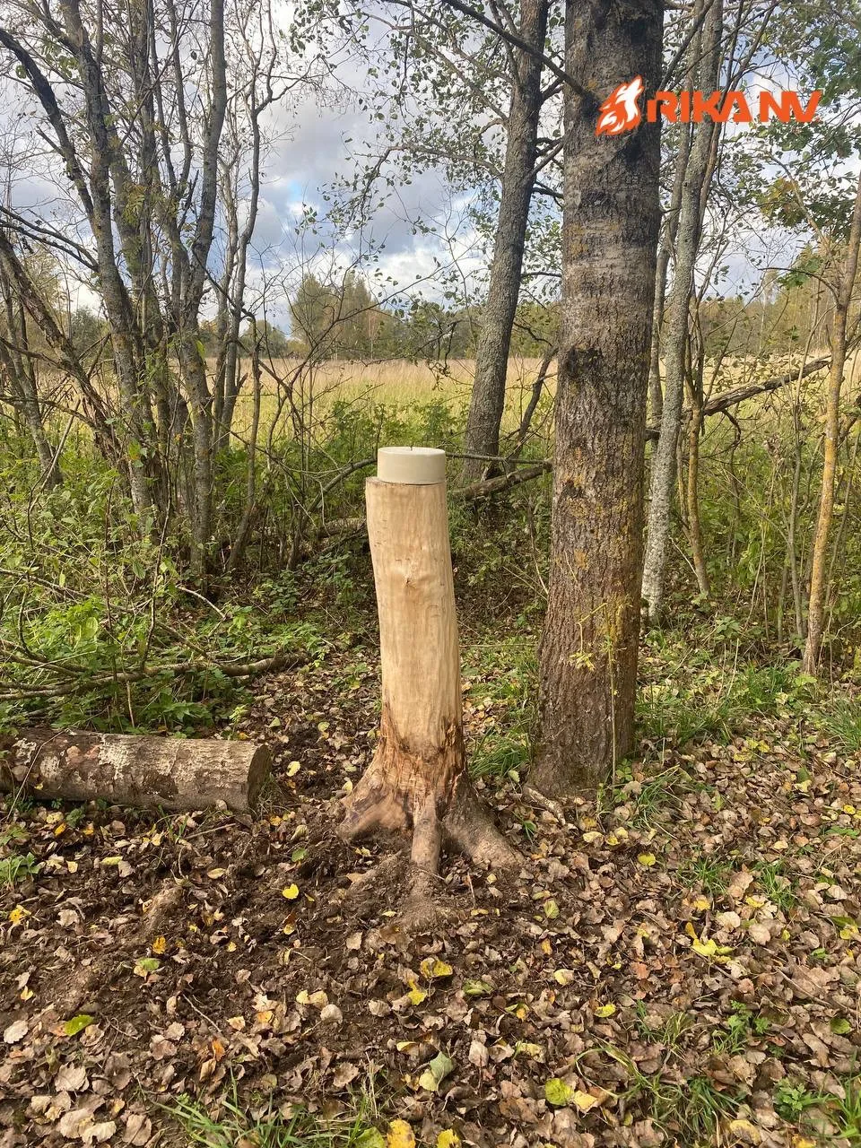 Соль диким животным осенью. Зачем и как правильно помогать 🍂