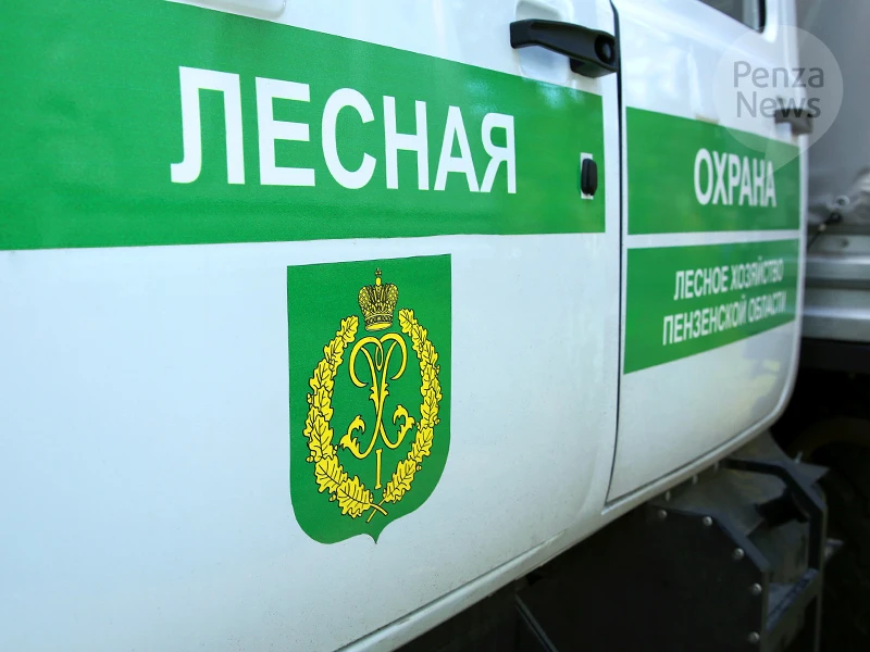 Пожароопасный сезон в лесах Пензенской области официально завершен