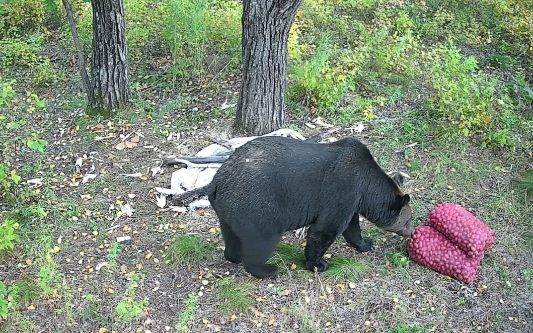 🐾 🥔 И пузо почесали, и попрыгали, и поели