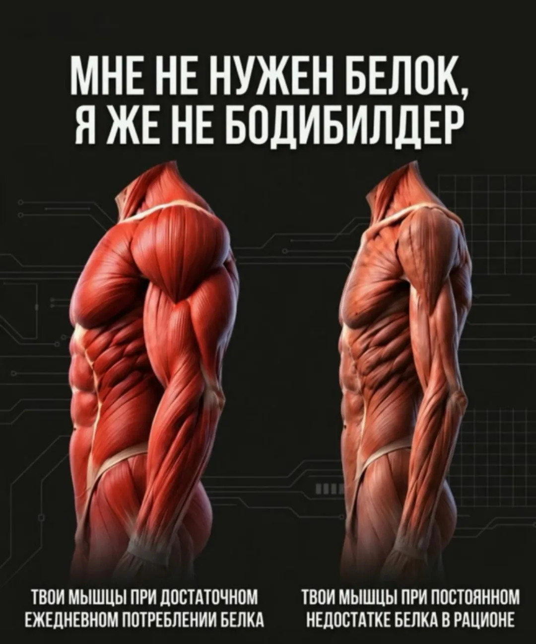 Сколько есть белка🐿 в день?