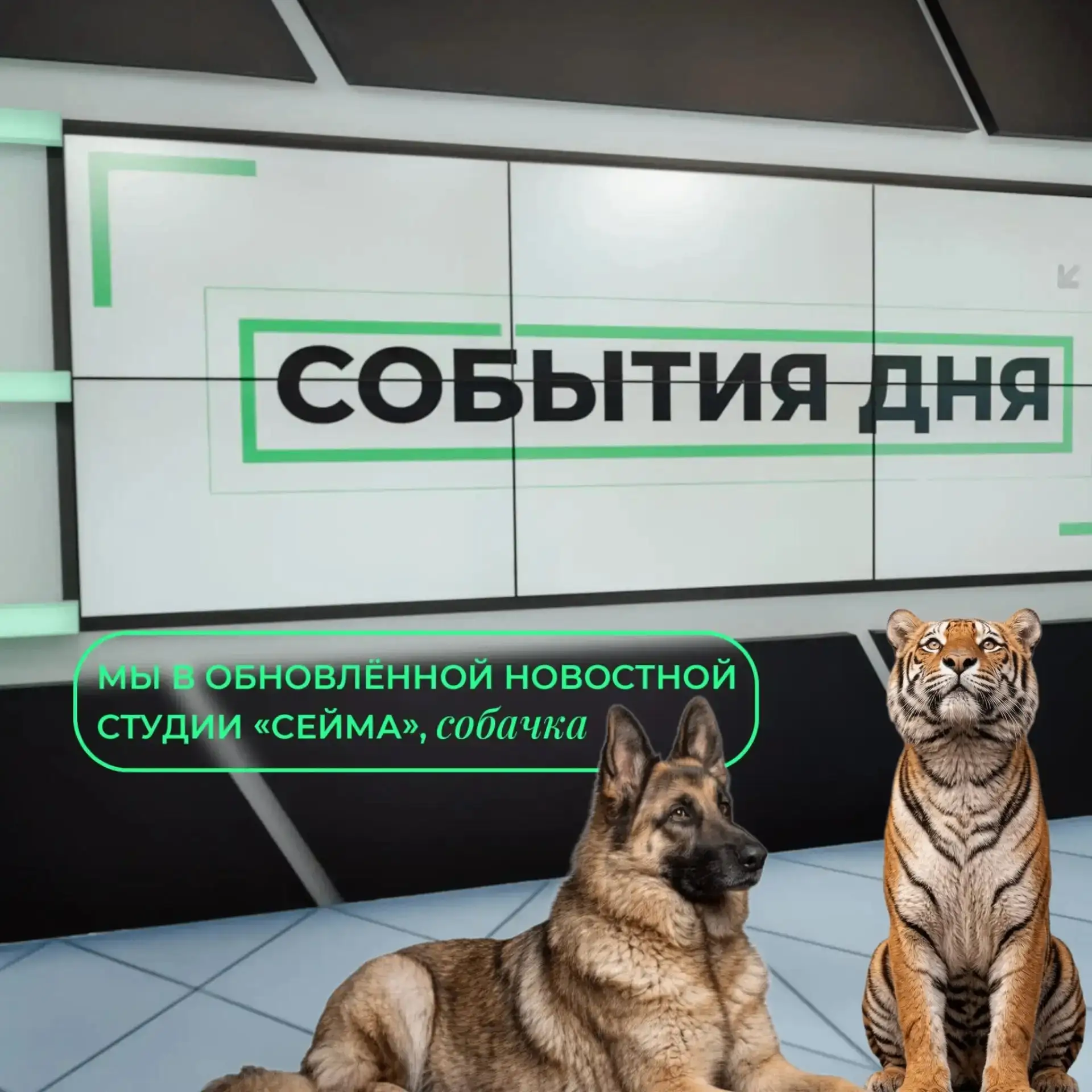 🐾 Те самые тигр и собачка заглянули в нашу студию! Посмотрели, что изменилось после пе...