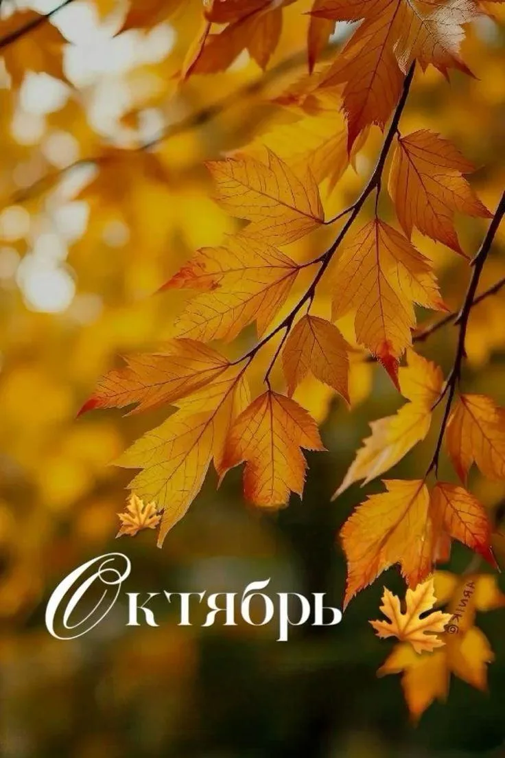 🍁 🍂 🍁 🍂 🍁