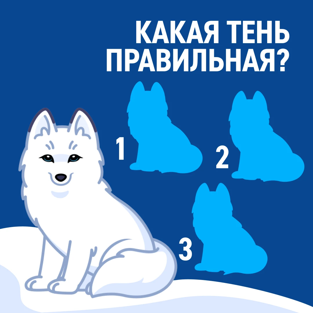 🤩«Белоснежный песец — один из самых очаровательных обитателей Арктики», — рассказывают...