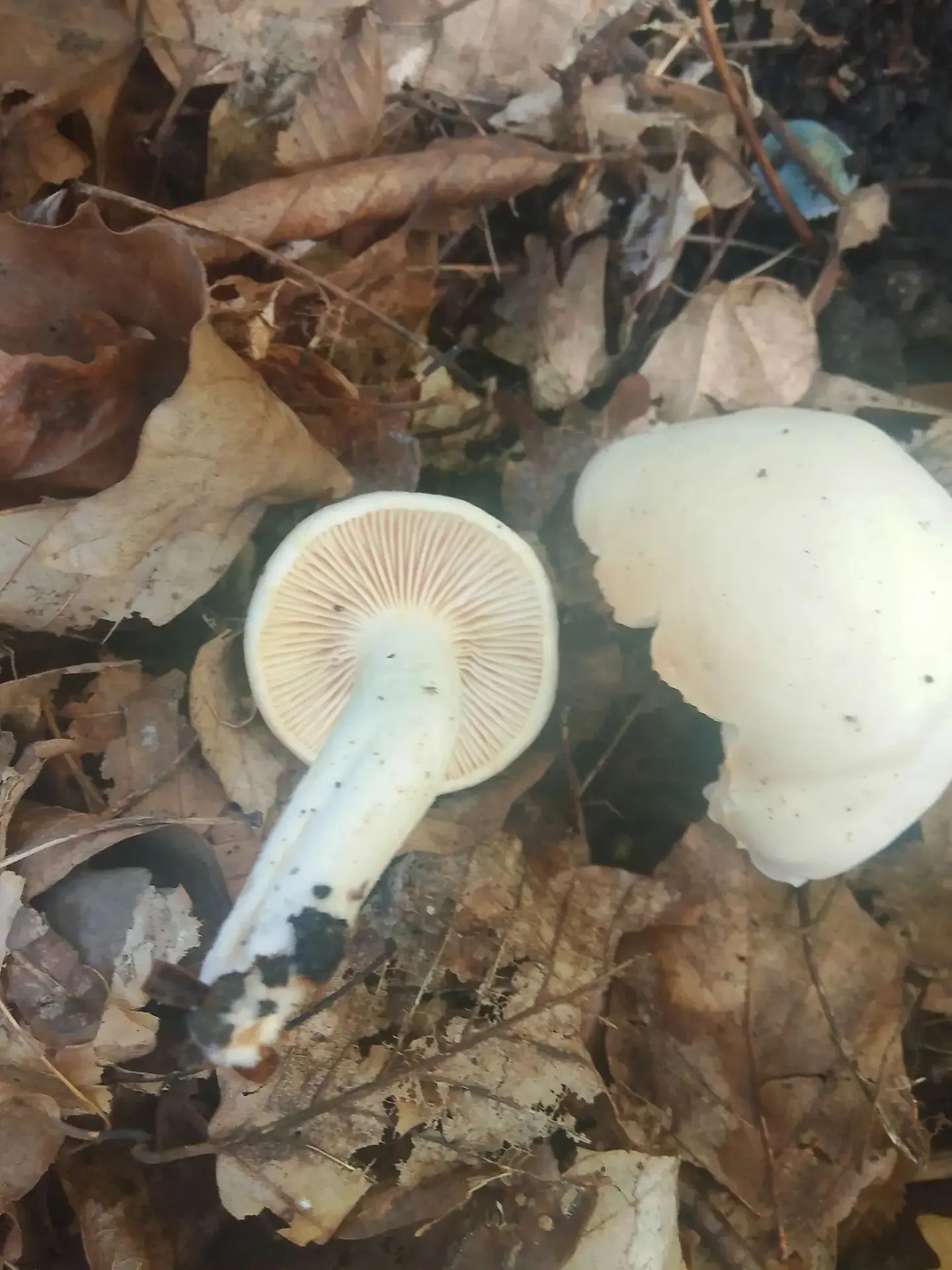 И рубрики, что за гриб 🍄 Растут полянами, в лиственном лесу. Думаю гигрофор, но какой?...